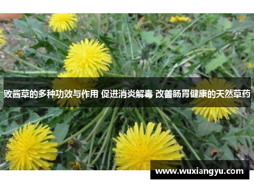 败酱草的多种功效与作用 促进消炎解毒 改善肠胃健康的天然草药 败酱草的多种功效与作用 促进消炎解毒 改善肠胃健康的天然草药