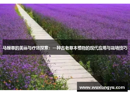 马鞭草的美丽与疗效探索：一种古老草本植物的现代应用与栽培技巧