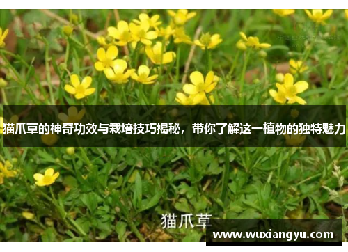 猫爪草的神奇功效与栽培技巧揭秘,带你了解这一植物的独特魅力 猫爪草的神奇功效与栽培技巧揭秘,带你了解这一植物的独特魅力