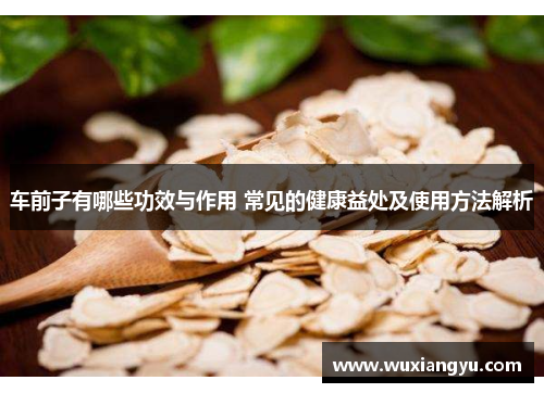 车前子有哪些功效与作用 常见的健康益处及使用方法解析